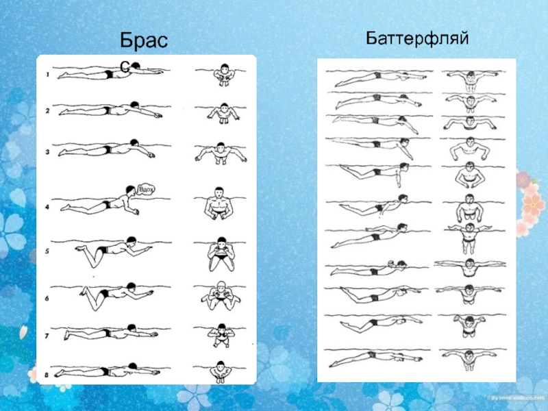 Техника плавания баттерфляем для начинающих в картинках пошагово